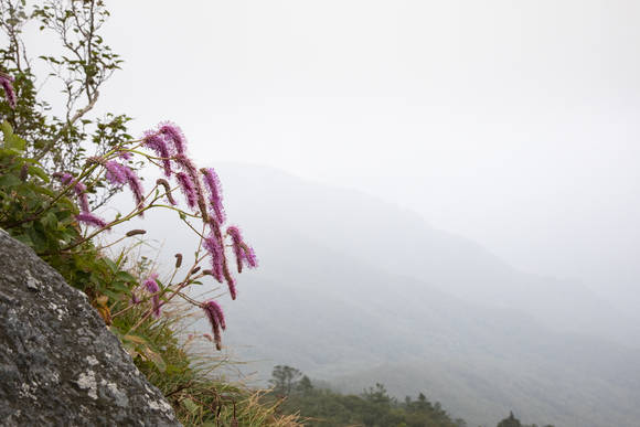 산오이풀의 화려함은 숨이 막힐 정도다. 사진=조용경