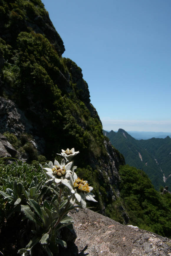 산솜다리는 해발 1500m 이상의 고산지대에서 피는 한국의 특산식물이다. 사진=조용경