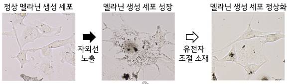 ▲유전자 조절 성분의 자외선에 대한 멜라닌 색소 생성 세포 억제 효과: 자외선에 의해 확장된 멜라닌 색소 생성 세포를 유전자 조절 소재가 축소시킴 / 사진=LG생활건강
